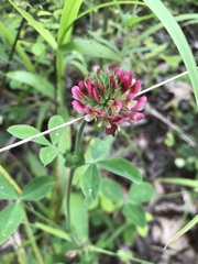 Trifolium reflexum