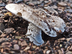 Amanita farinacea