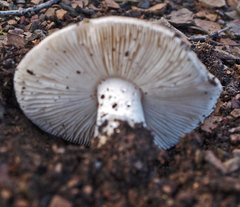 Amanita farinacea