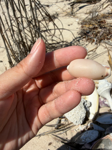 Cypraea cylindrica observed 2026-08-30