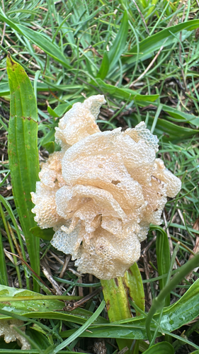 Dictyosphaeria cavernosa observed 2026-08-29