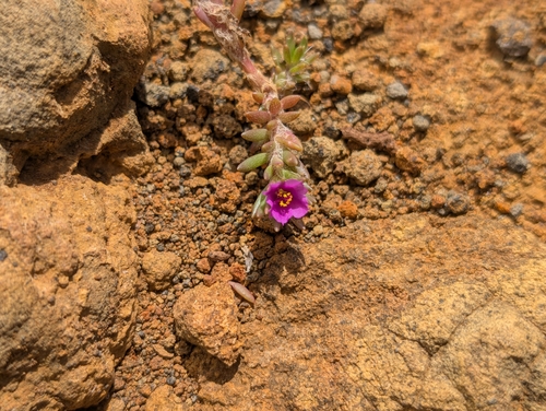 Portulaca pilosa observed 2026-08-29