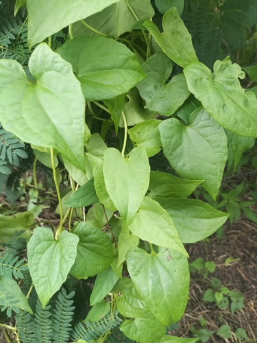 Mikania micrantha, photograph 2