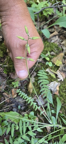 Nodding Locoweed