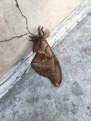 Antheraea polyphemus