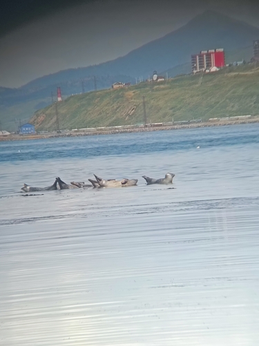 Spotted Seal