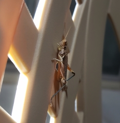 Melanoplus pictus