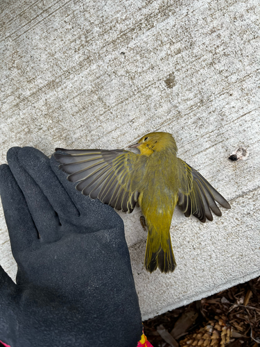 Northern Yellow Warbler