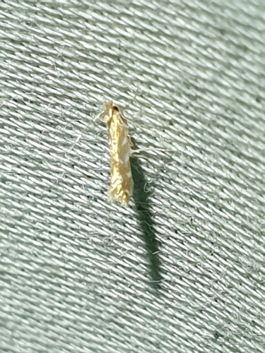 Goldenrod Leafminer (Cremastobombycia solidaginis)