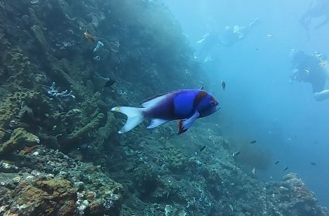 Pseudanthias pleurotaenia observed 2026-08-29