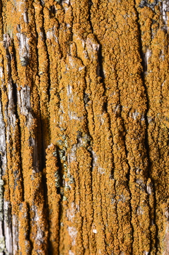 Villophora microphyllina