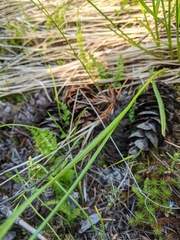Carex hoodii