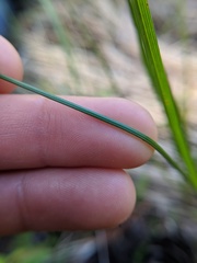 Carex hoodii