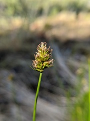 Carex hoodii