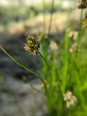 Carex hoodii