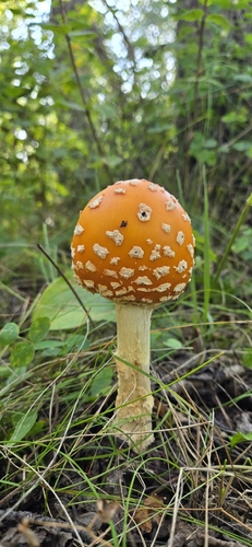 Fly Agaric