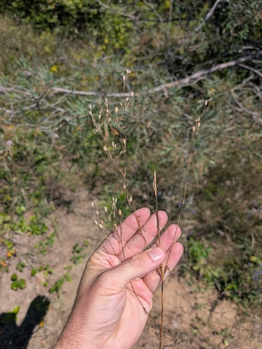Silene antirrhina observed 2026-08-29