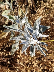 Encelia farinosa
