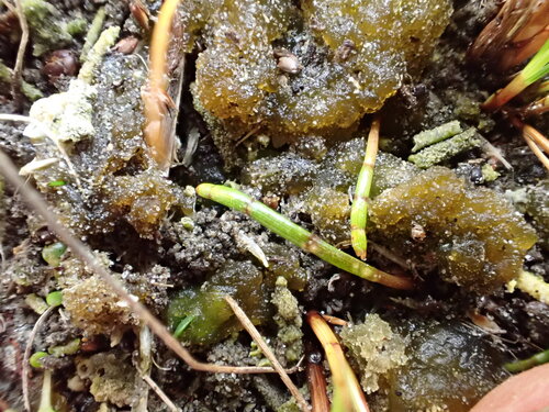 Lilaeopsis novae-zelandiae, photograph 4