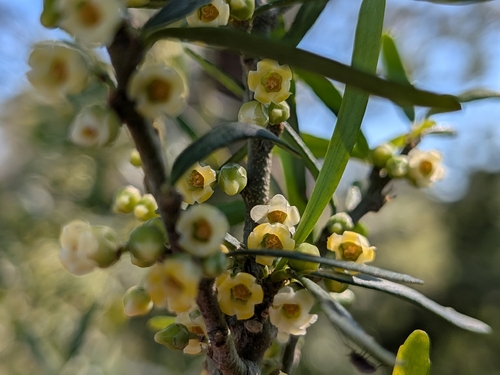 tree violet