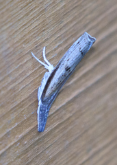 Fissicrambus profanellus