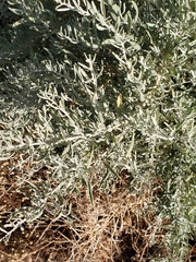 Atriplex canescens