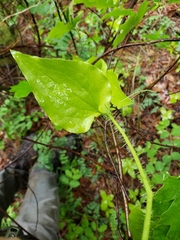 Smilax californica