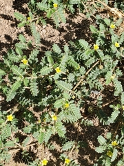 Tribulus terrestris