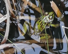 Lithobates spectabilis