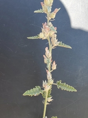 Sphaeralcea