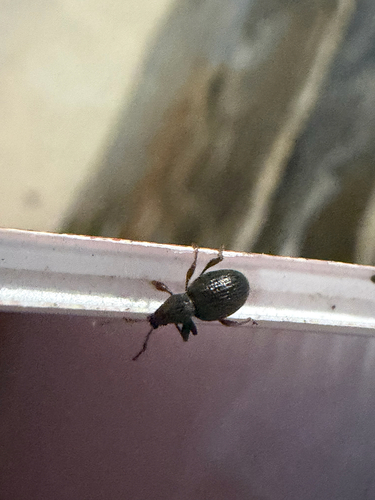 Strawberry Root Weevil