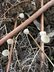 Mycena austrofilopes