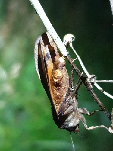 Large Yellow Underwing (Noctua pronuba)