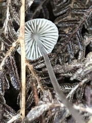 Mycena austrofilopes