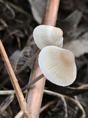Mycena austrofilopes