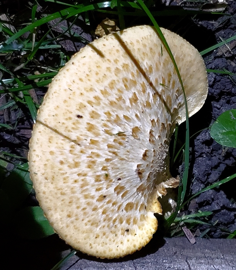 Dryad's Saddle · August 2026 · photo: Photo: (c) earl woolsey, some rights reserved (CC BY) · iNaturalist