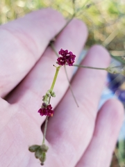 Boerhavia coccinea