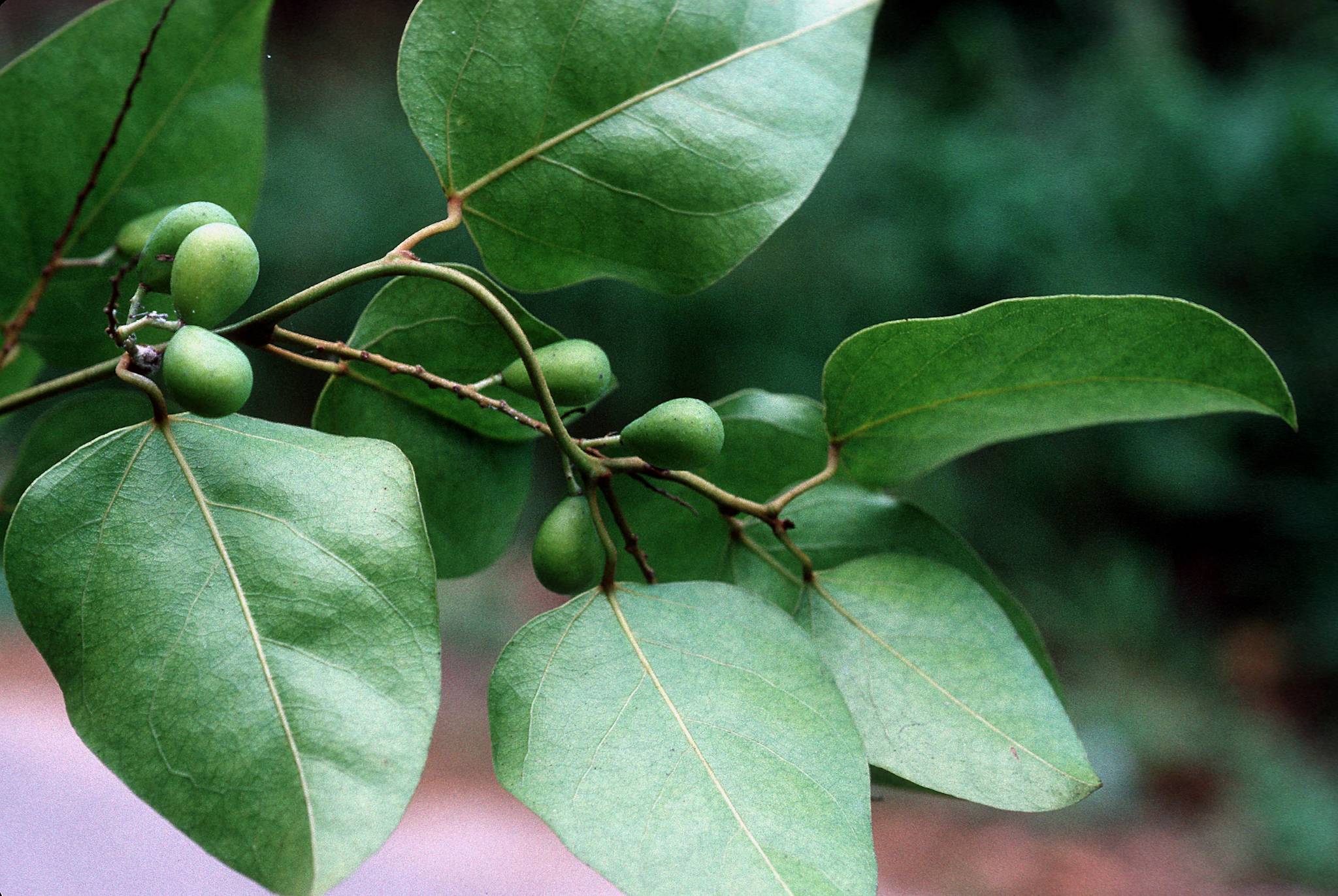 Hyperbaena domingensis