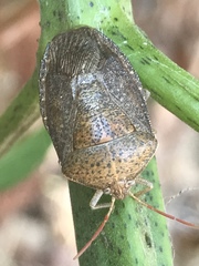 Ascra conspersa