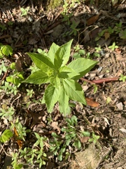 Lysimachia quadrifolia