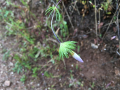Leptosiphon grandiflorus