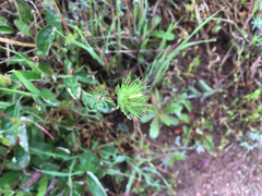 Leptosiphon grandiflorus