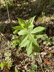 Lysimachia quadrifolia