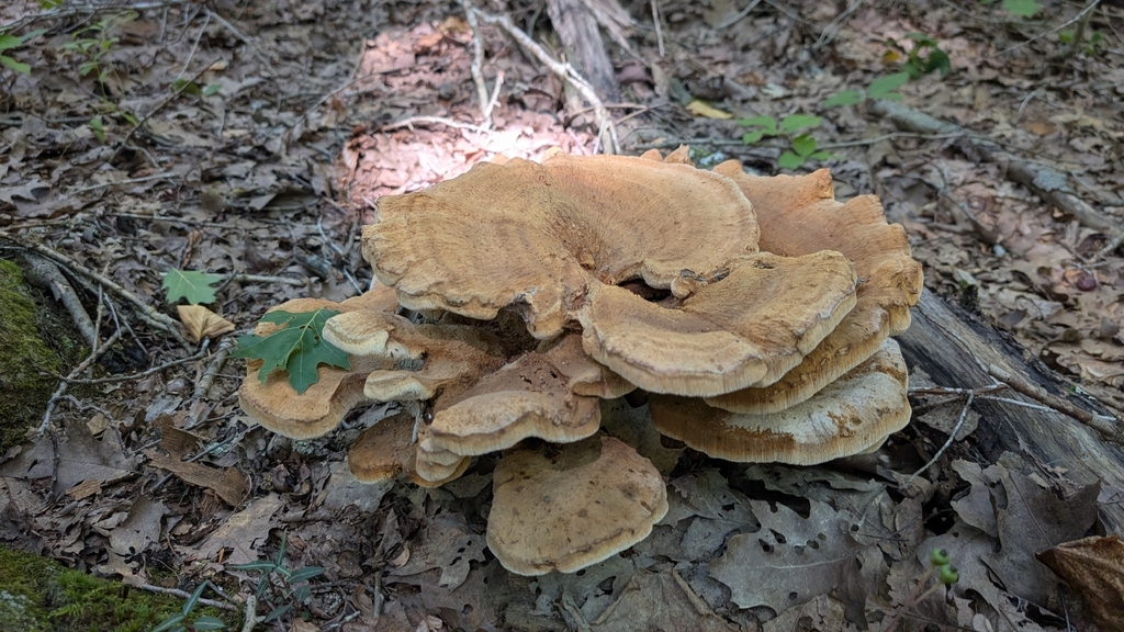 Berkeley's Polypore · August 2026 · photo: Photo: no rights reserved · iNaturalist