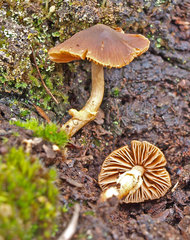 Conocybe filaris