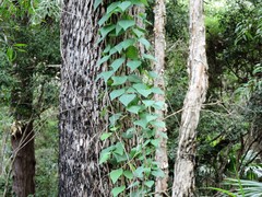 Echinostephia aculeata