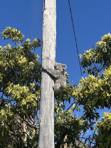 Koala