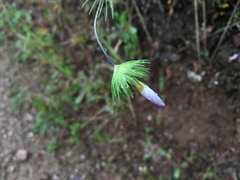 Leptosiphon grandiflorus
