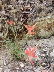 Castilleja tenuiflora