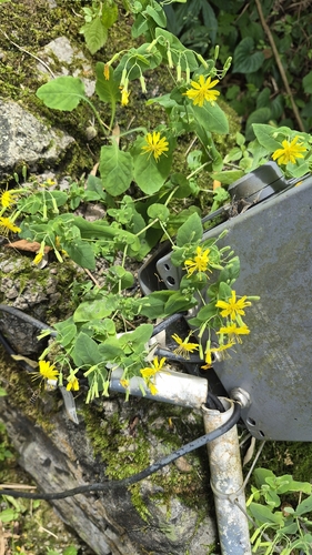 Teeth-margin crepidiastrum
